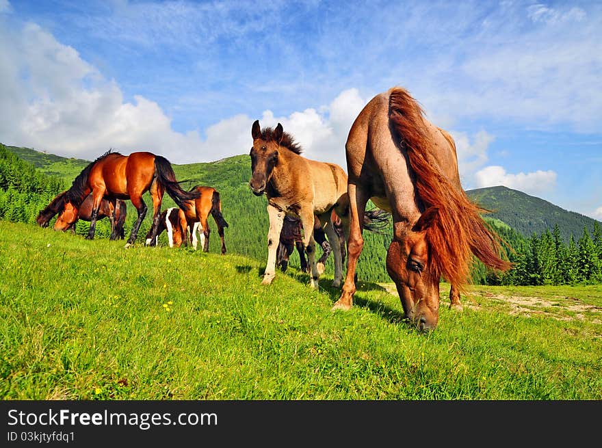 Horse on a summer pasture.