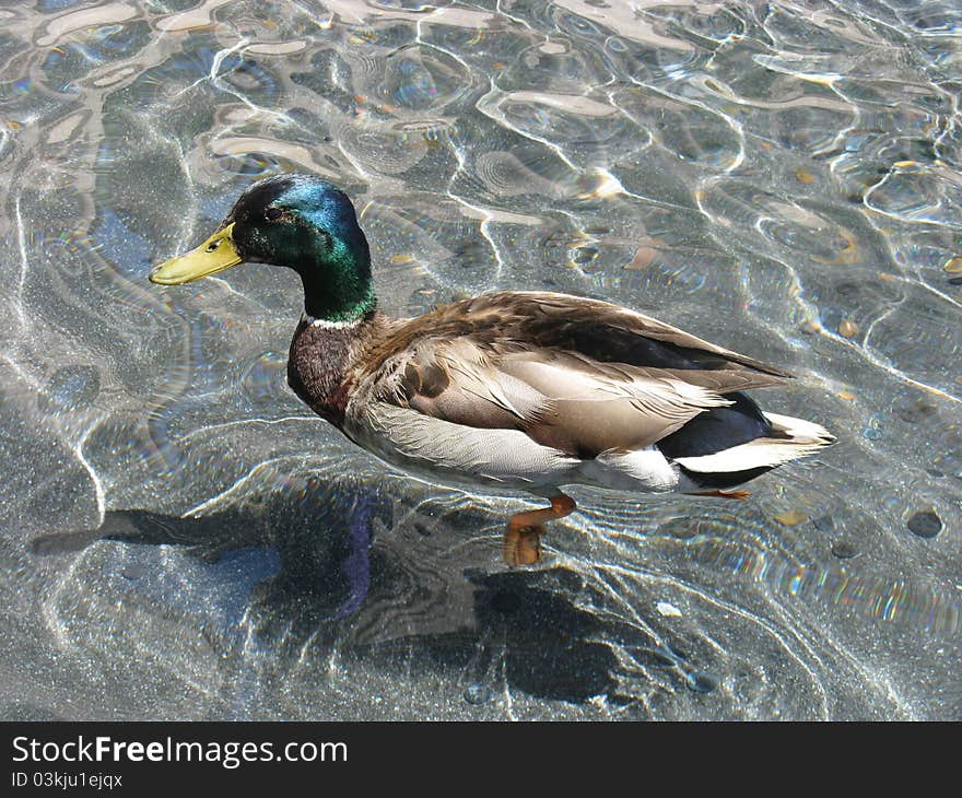 Wild duck in a coin fountain pond