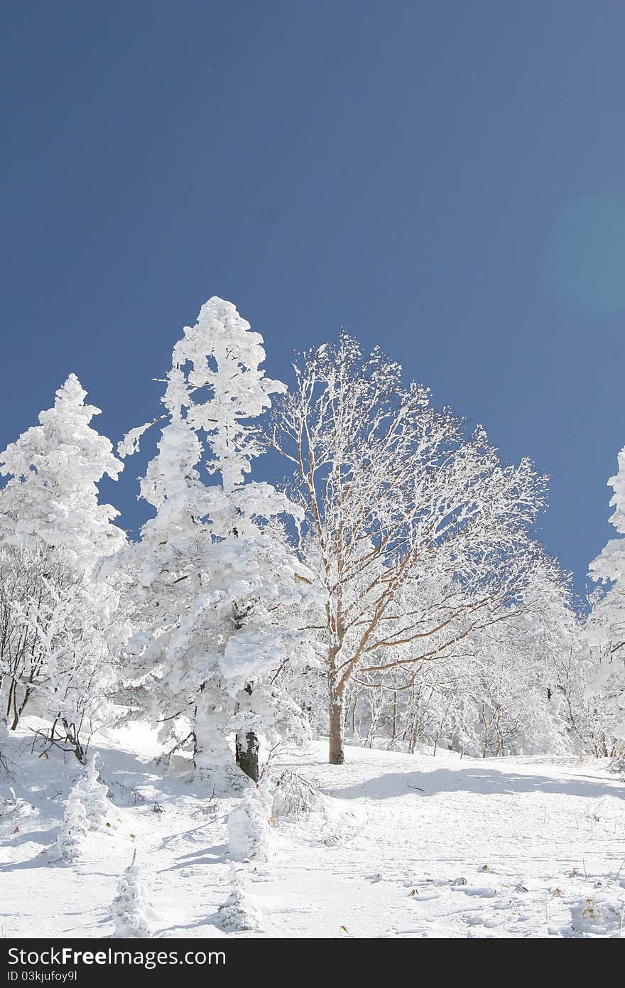 Winter forest