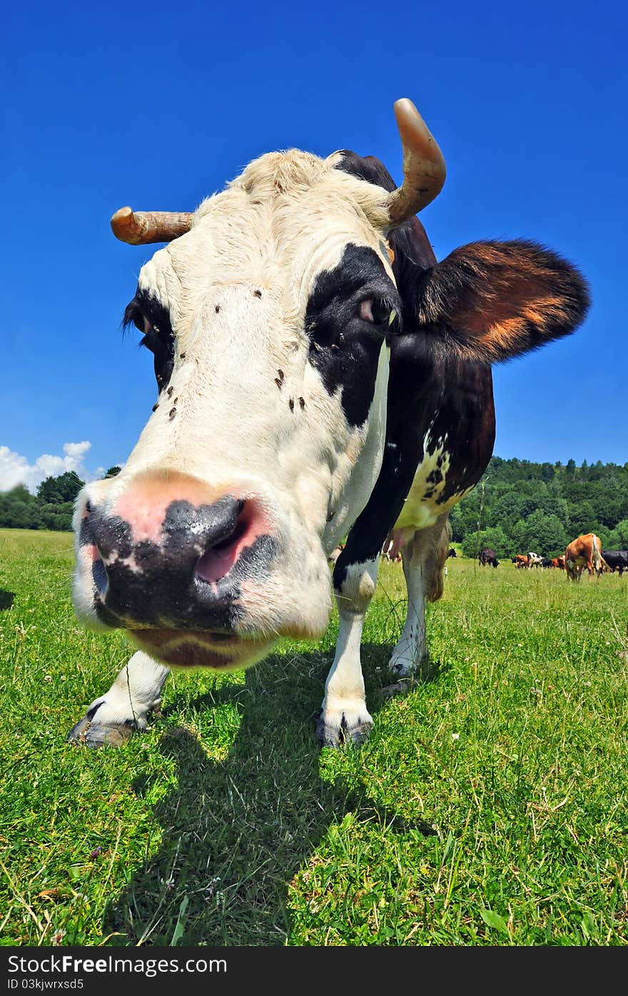 Cow On A Summer Pasture