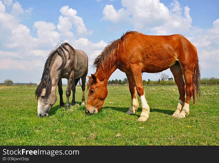 Horses on a summer pasture in a rural landscape.