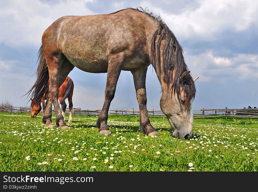 Horses on a summer pasture