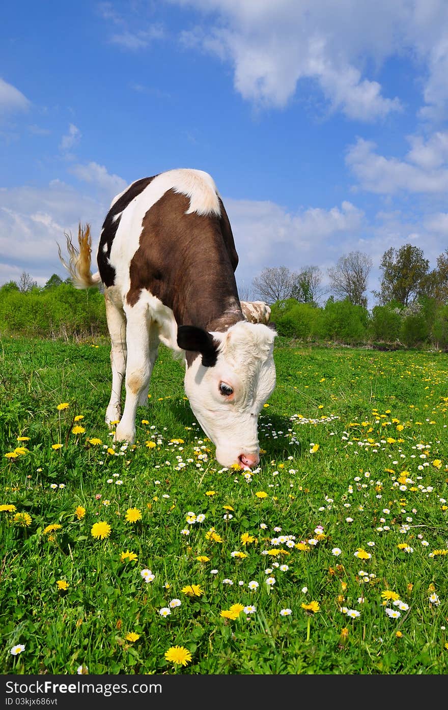 The calf on a summer pasture