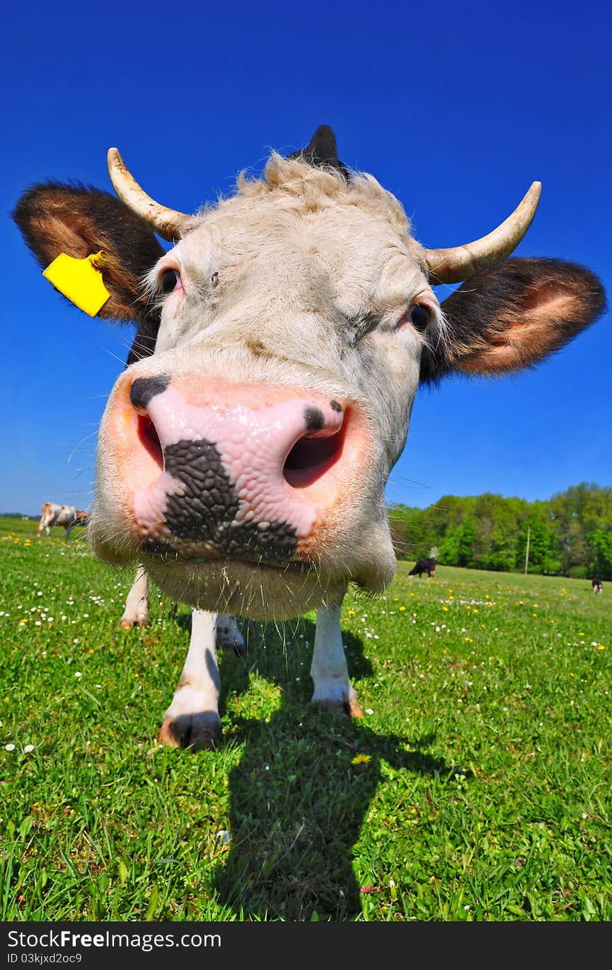 Cow On A Summer Pasture