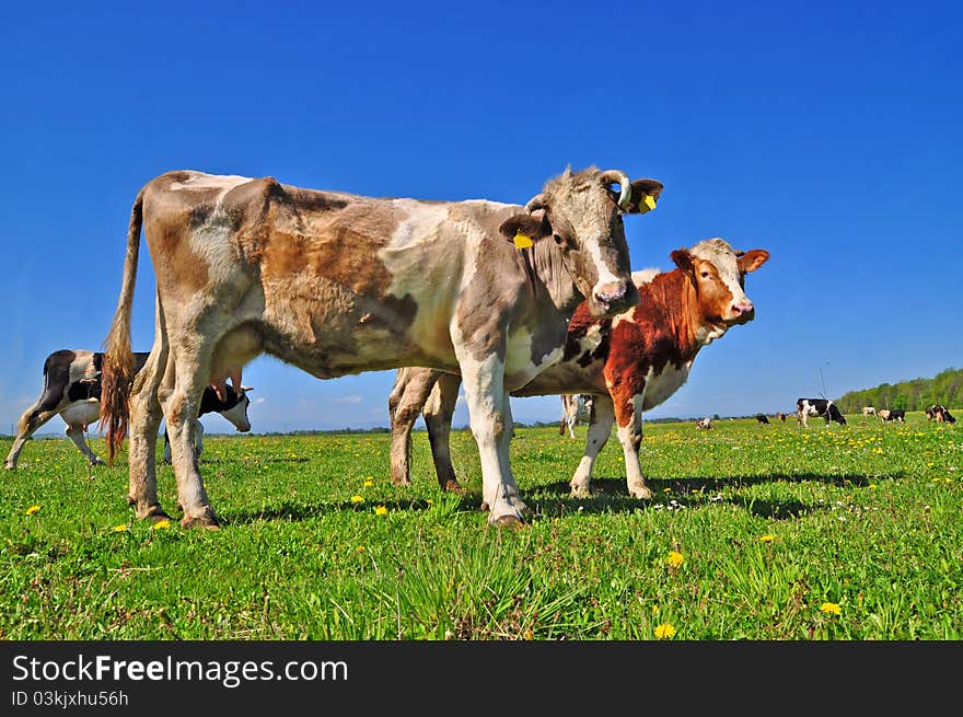 A cows on a summer pasture in a summer rural landscape. A cows on a summer pasture in a summer rural landscape