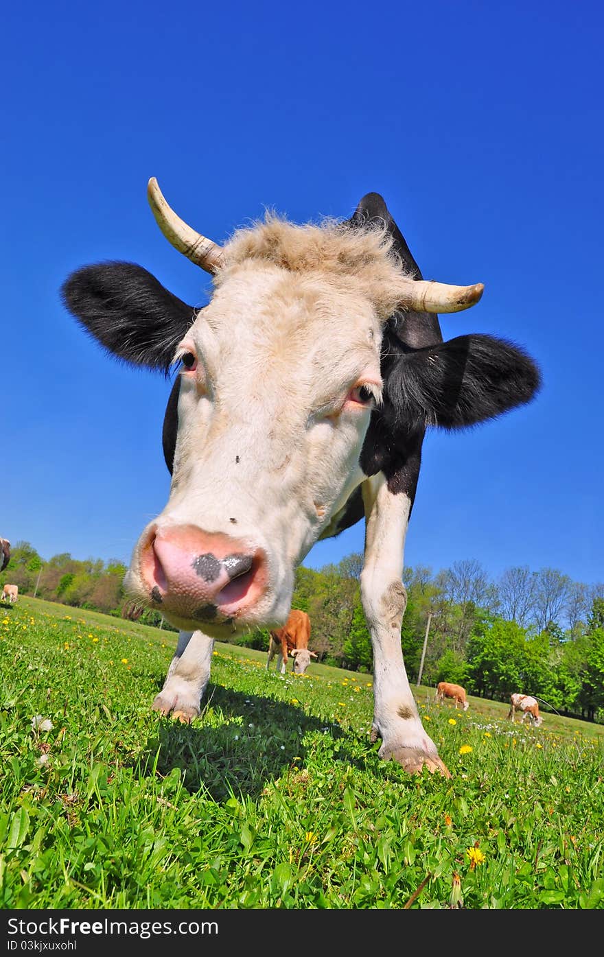 Cow on a summer pasture