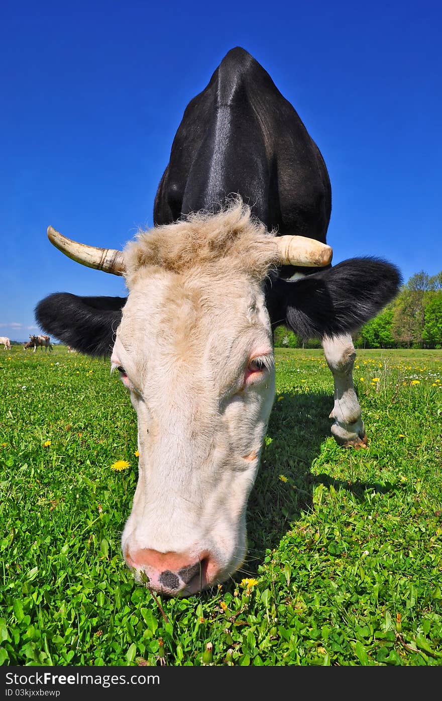 Cow on a summer pasture