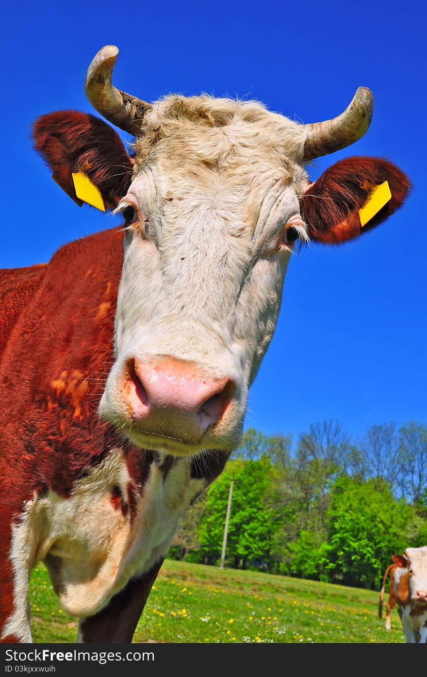 Head of a cow