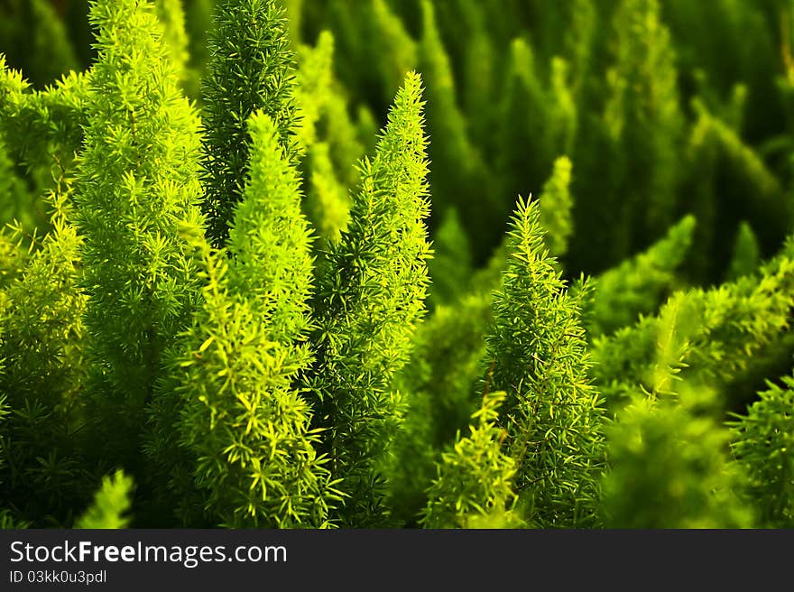 ่Bright green leaves