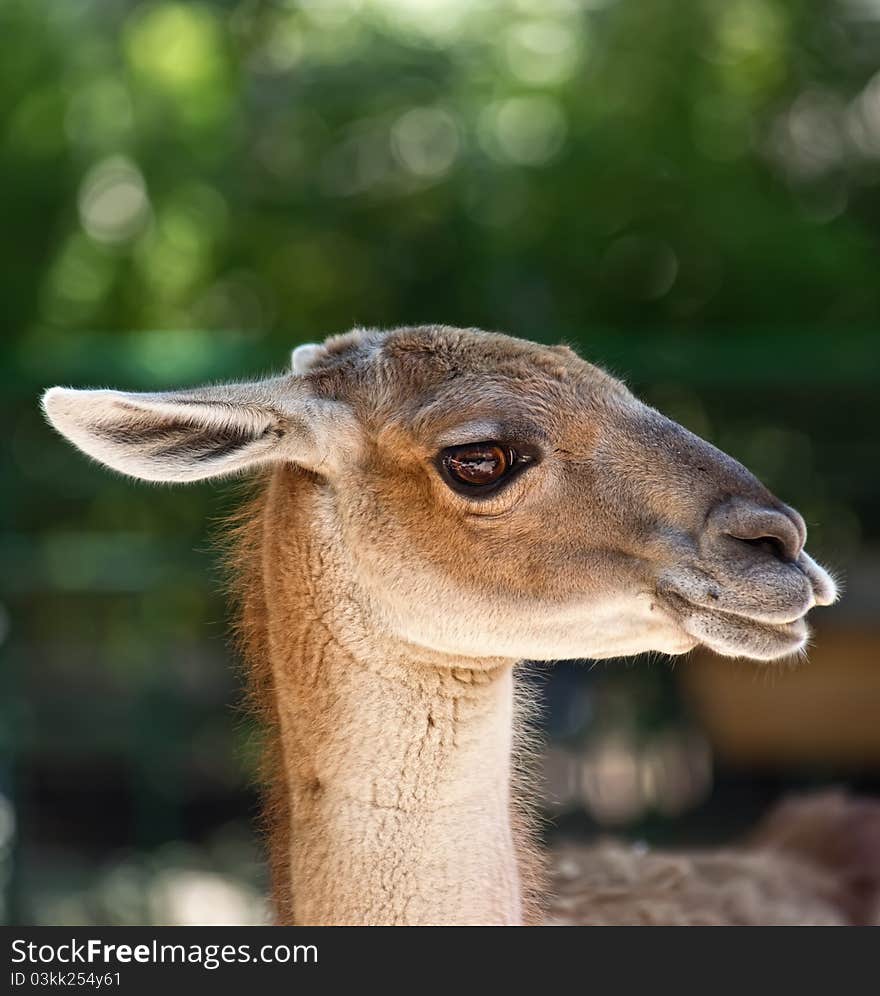 Portrait of guanaco or alpaca, peruan farm animal.