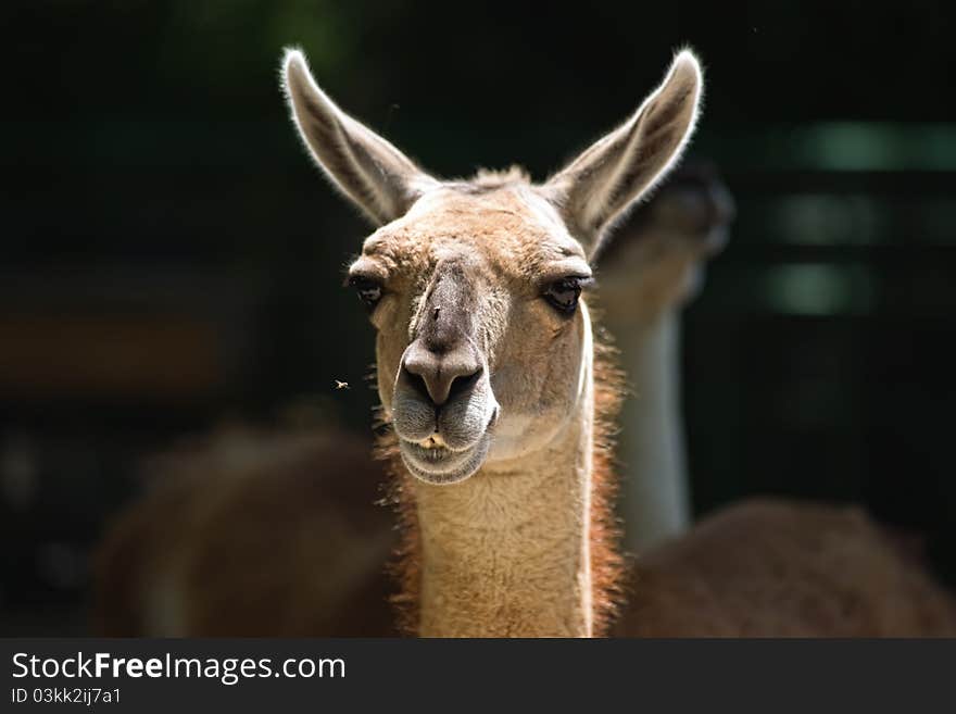 Portrait of guanaco or alpaca, peruan farm animal.