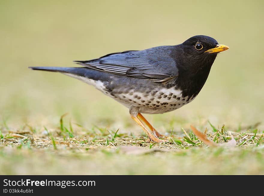 Japanese Thrush