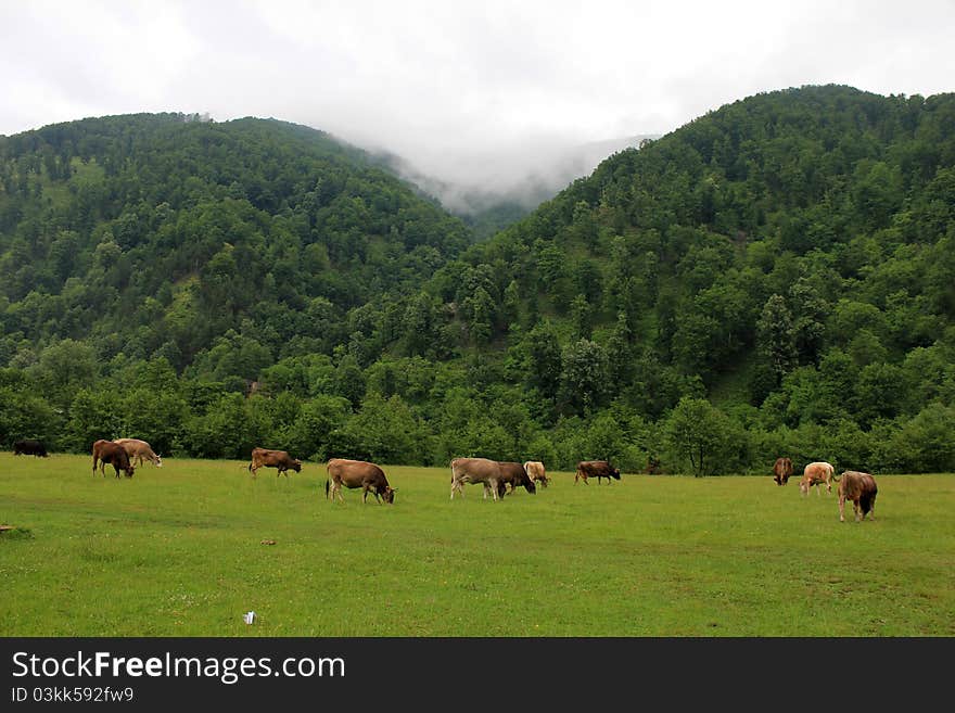 Cows in beautiful farmland near green hills. Cows in beautiful farmland near green hills.