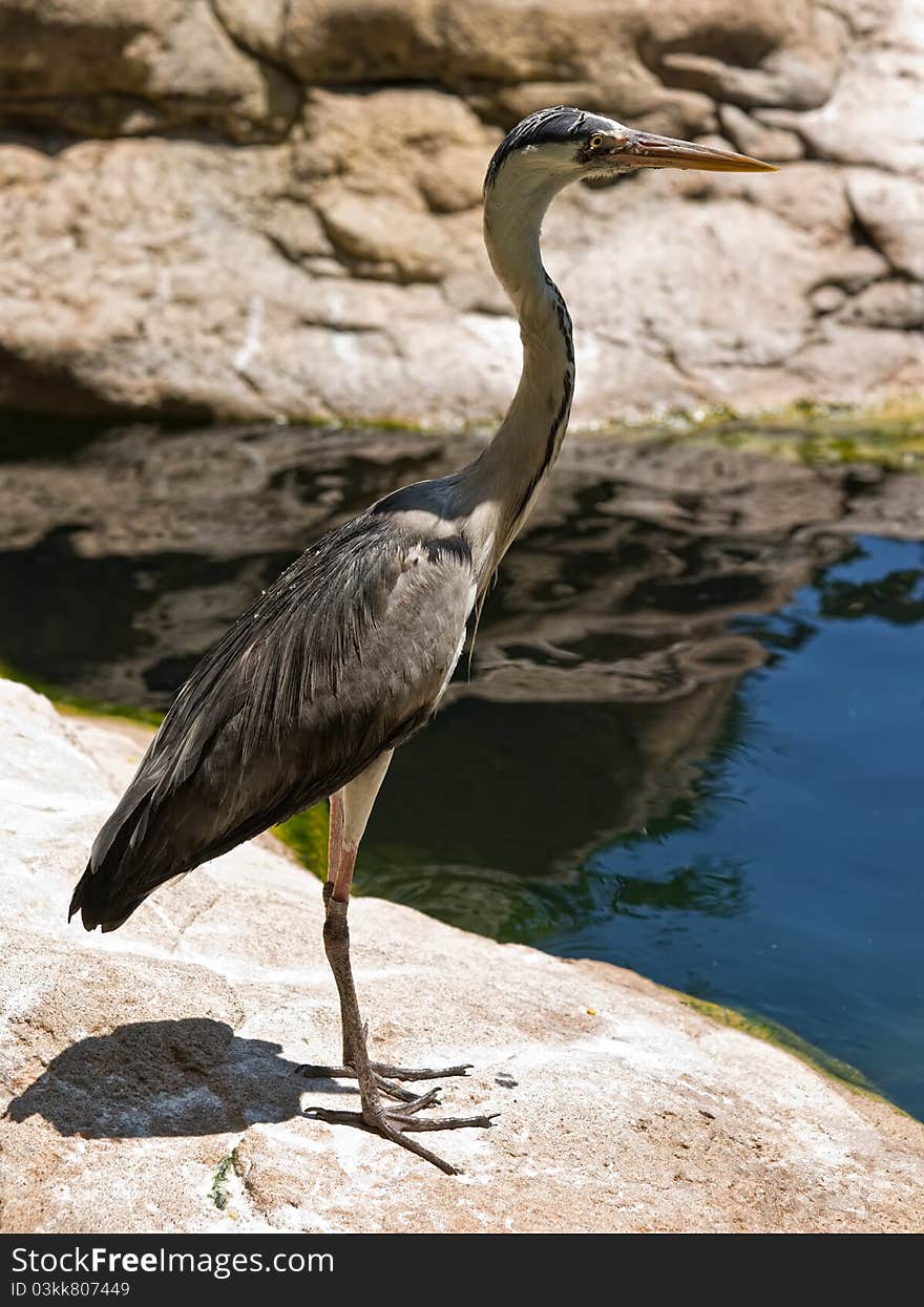 The Grey Heron