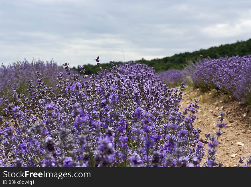 An outdoor blue lavender field