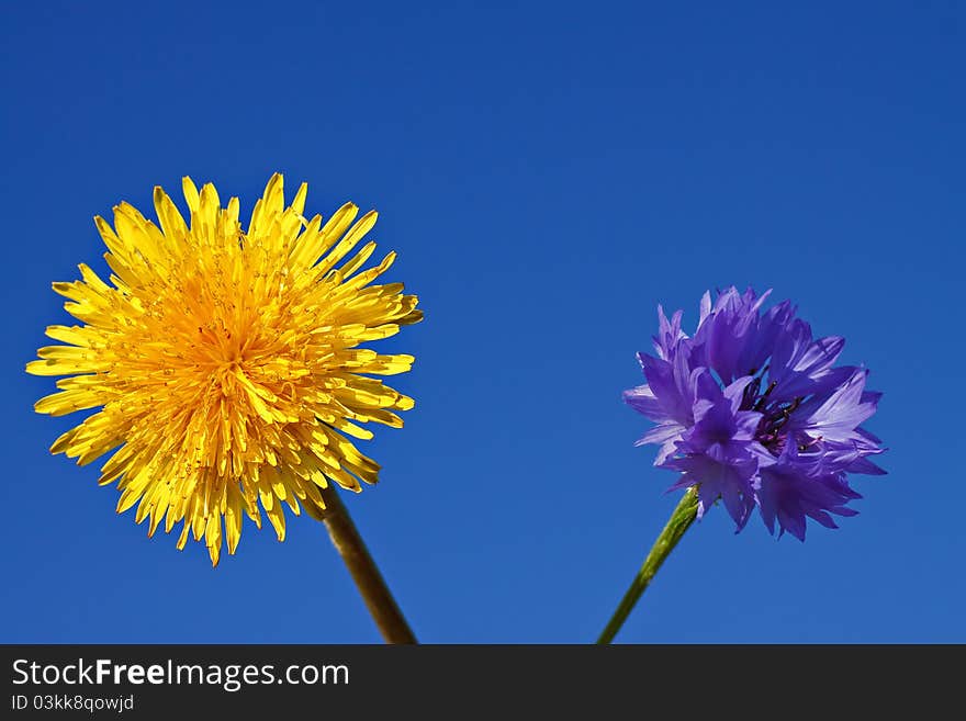 Dandelion and corn flower with blue sky. Dandelion and corn flower with blue sky.