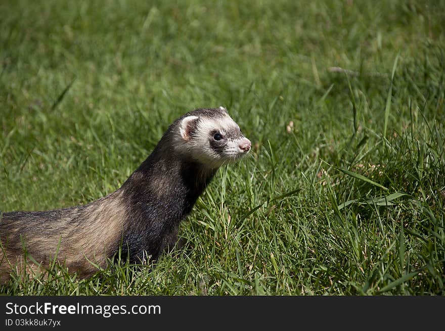 Wild ferret walking in the grass in the park