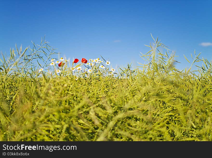 Summer flowers on a rape field.