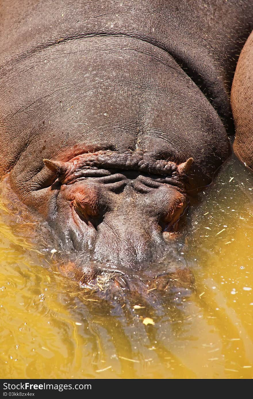 The hippopotamus (Hippopotamus amphibius) swimming