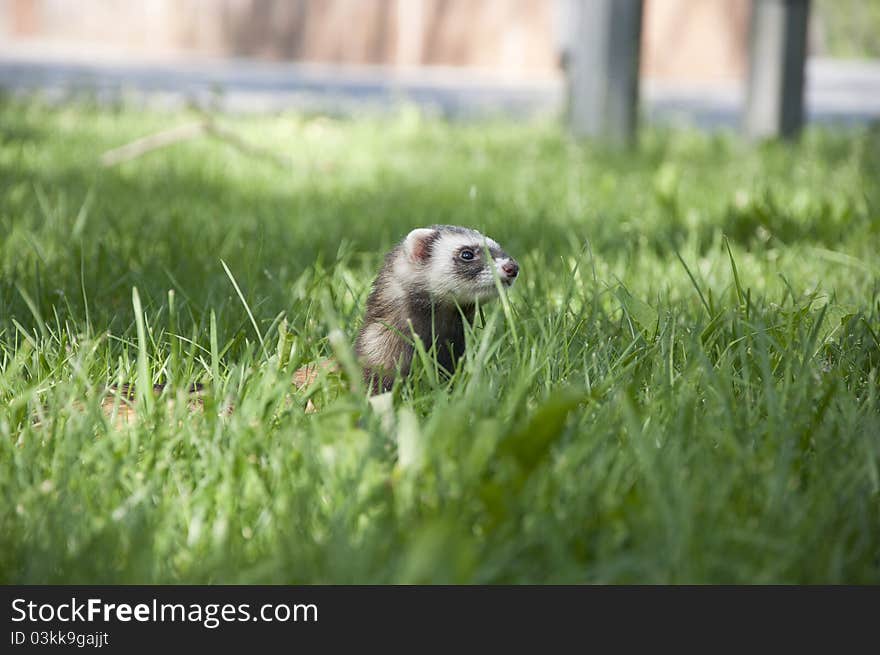 Wild ferret walking in the grass in the park