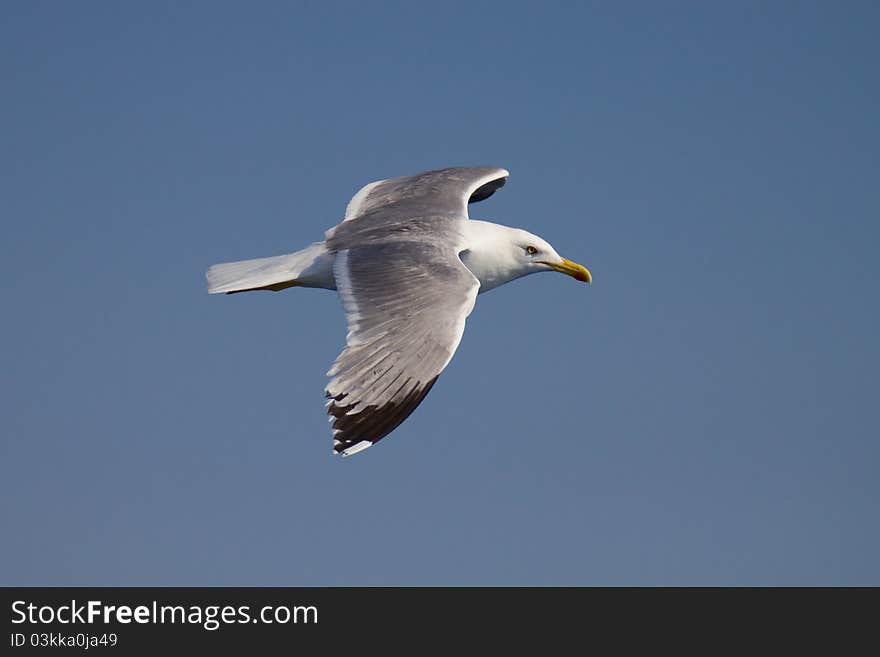 Gull In Blue Sky