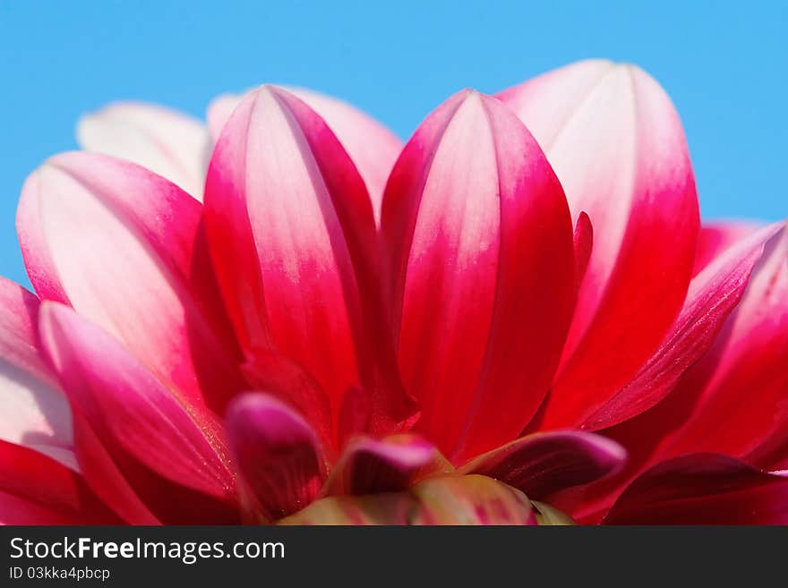 Colorful dahlia against blue sky. Colorful dahlia against blue sky