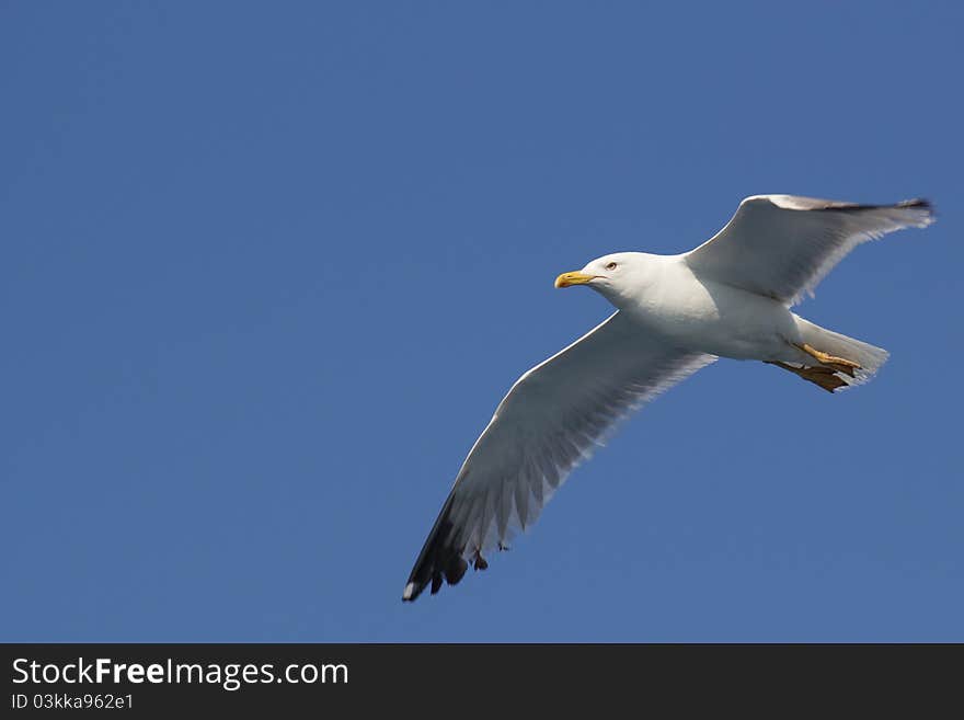 Gull In Blue Sky