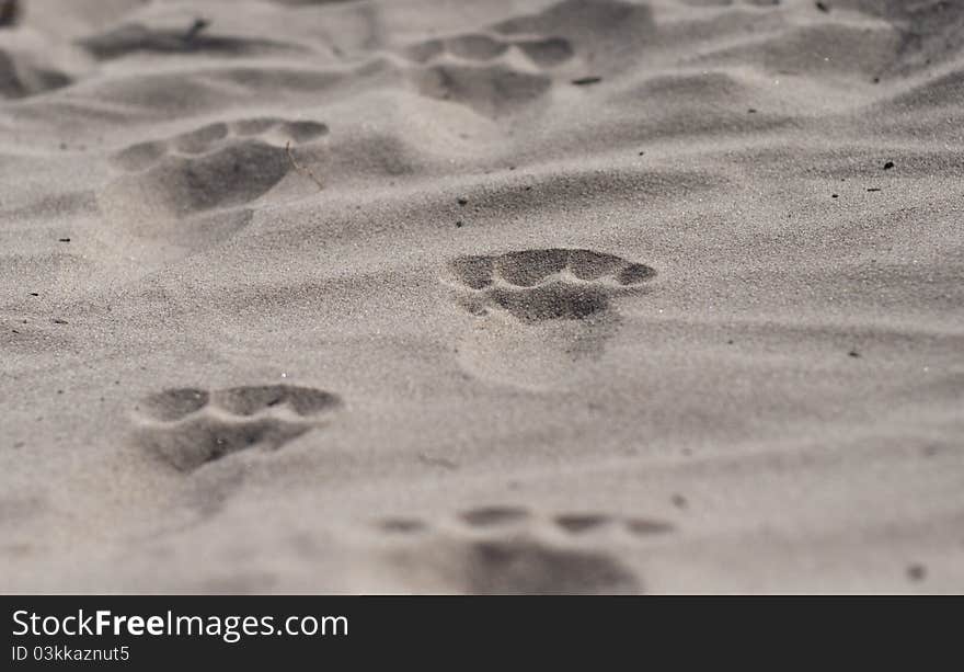 Human footprints on the sandy beach. Human footprints on the sandy beach.