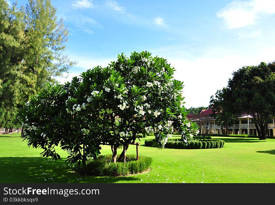 Plumeria Flower Tree and green grass