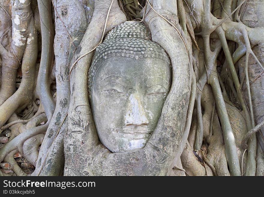 Head of Sandstone Buddha in The Tree Roots at Wat Mahathat, Ayutthaya, Thailand