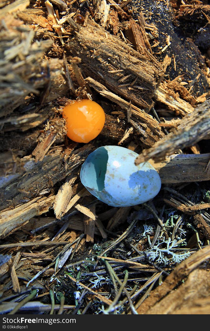 Broken Egg forest birds