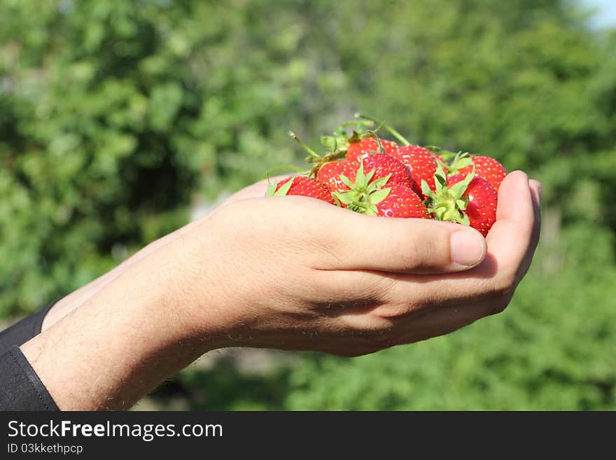 Fresh, juicy and healthy strawberries in the hands