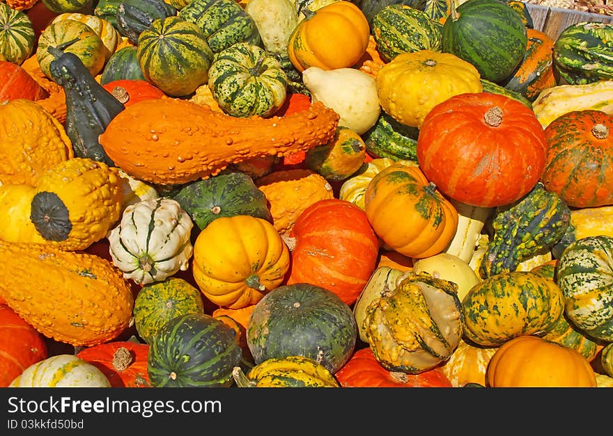 Colorful pumpkins collection on the autumn market