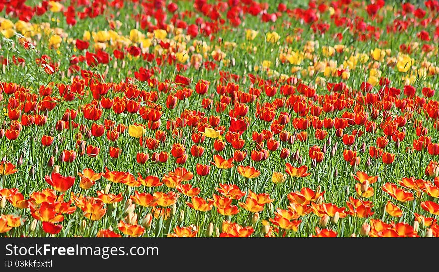 Vibrant yellow and red tulips in the grass