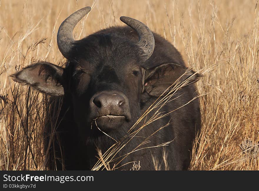 Lone Buffalo Cow looking at camera with brown veld in background