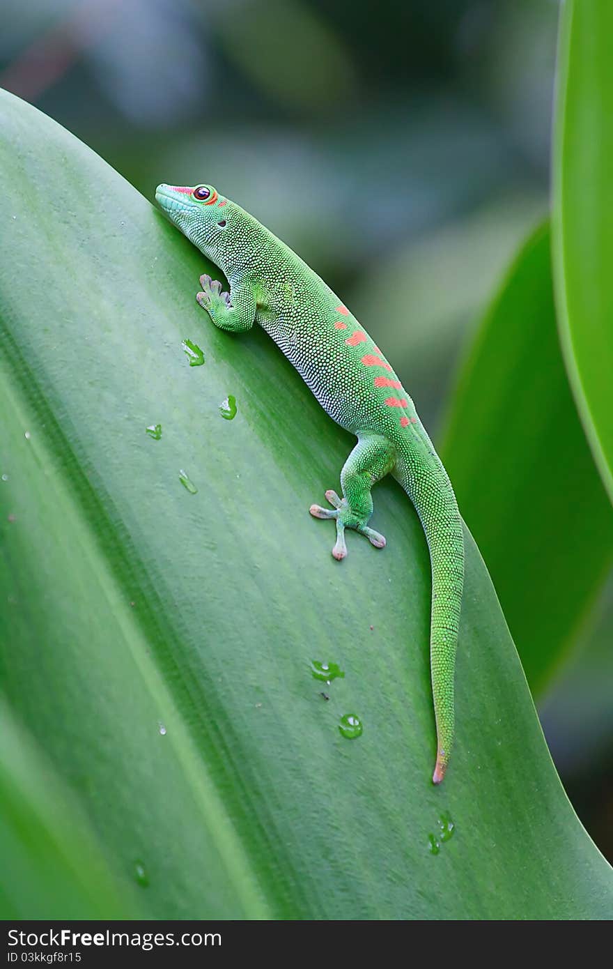 Green gecko on the leaf (Zurich zoo)