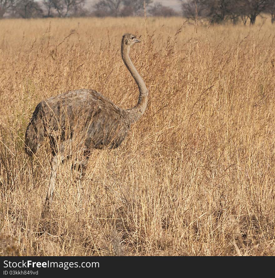 Female Ostrich