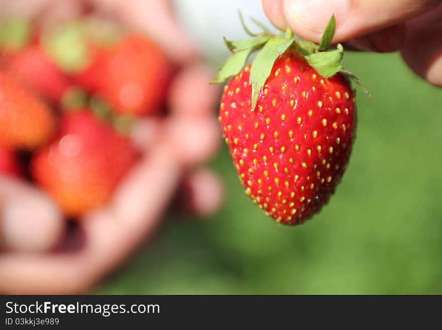 Fresh, juicy and healthy strawberries in the hands