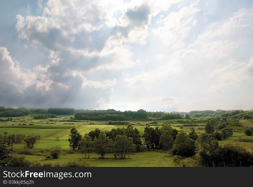 Forested landscape