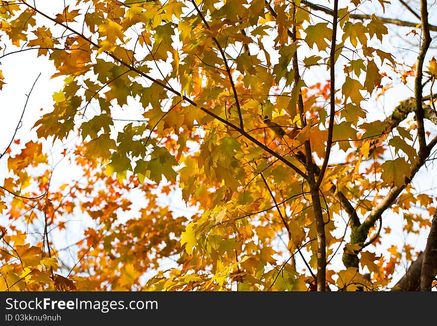 Beautiful background from maple leaves. Beautiful background from maple leaves