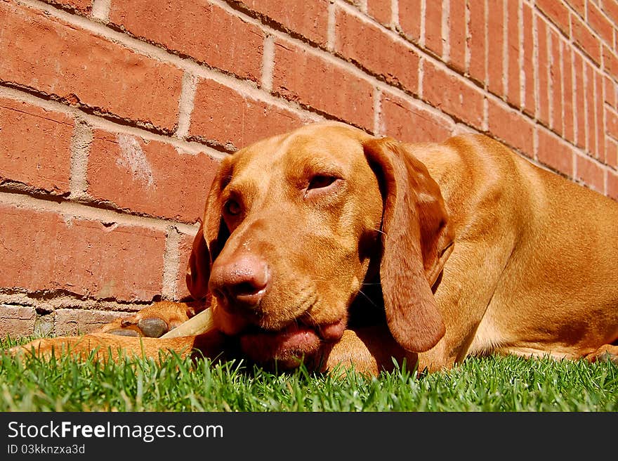 Hungarian vizsla chewing on a rawhide. Hungarian vizsla chewing on a rawhide