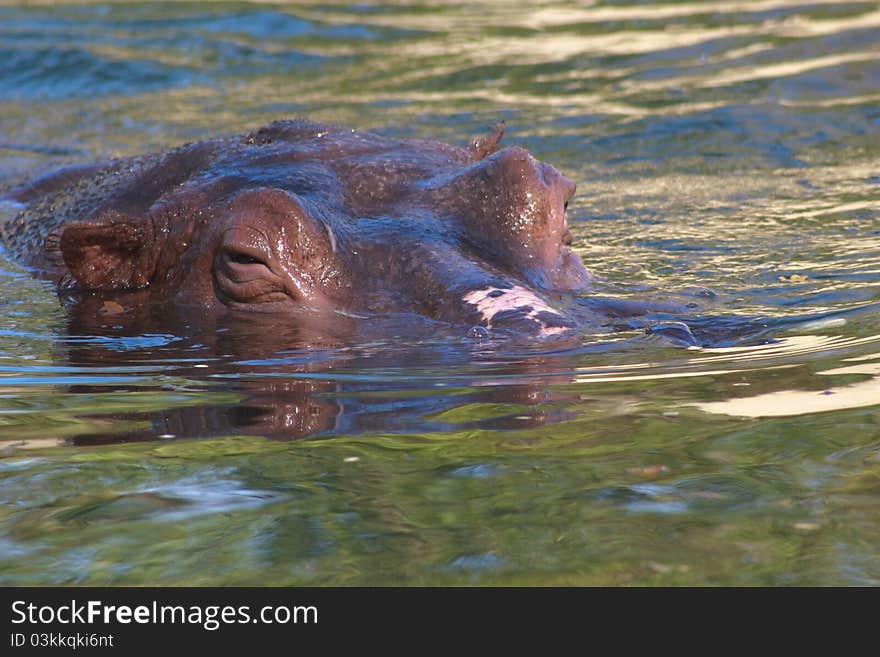 Large Wet Hippopotamus