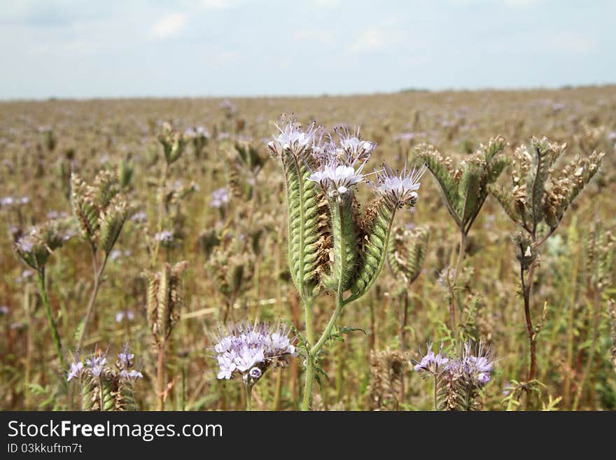 Field blooming