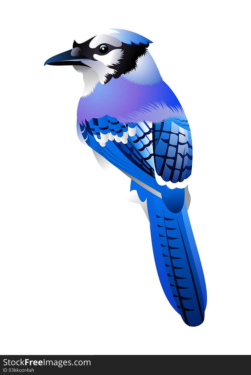 Photo realistic illustration of a blue bird. Photo realistic illustration of a blue bird