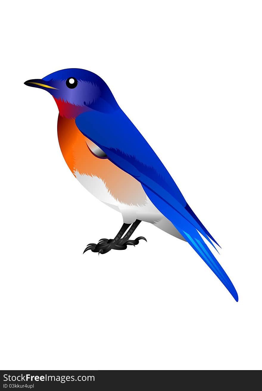 Photo realistic illustration of a blue bird with orange breast. Photo realistic illustration of a blue bird with orange breast