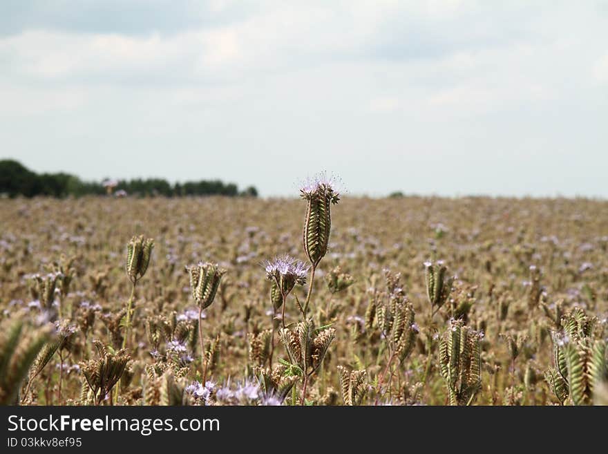 Blooming Field