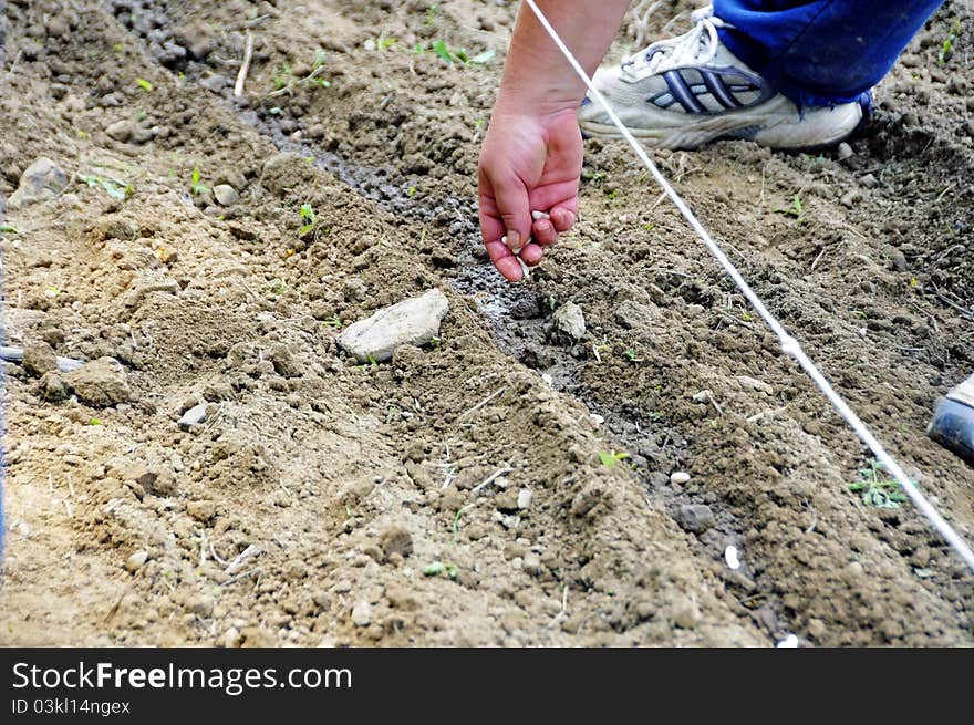 Hand placing seeds under a guide line. Hand placing seeds under a guide line
