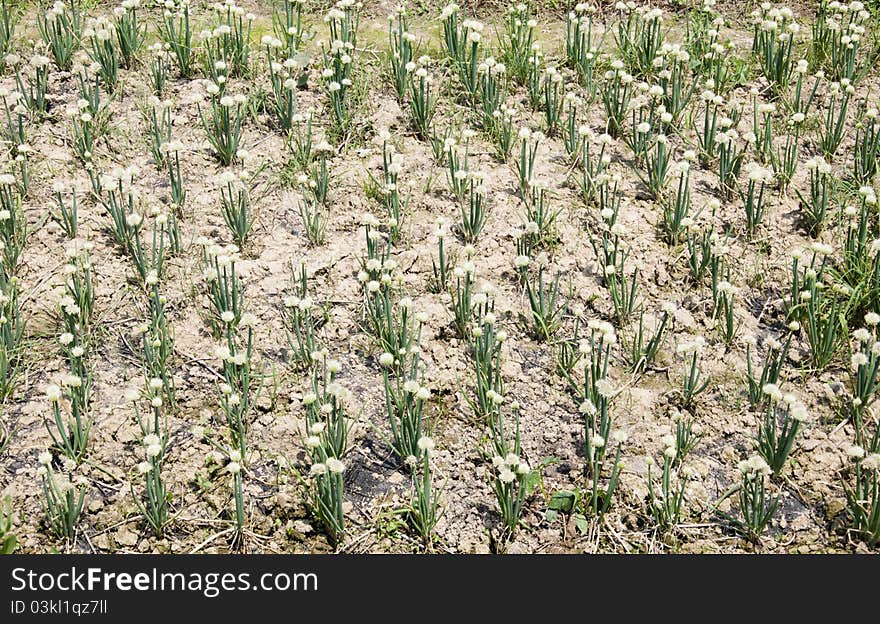 Cauliflower garden