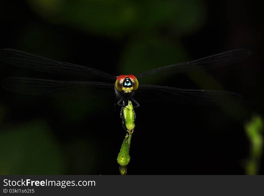 A black dragonfly resting and direct facing. A black dragonfly resting and direct facing.