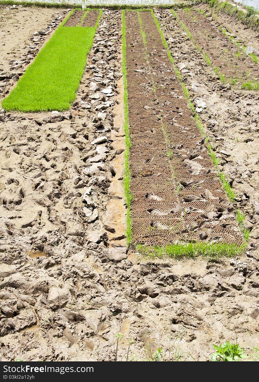 Rice seedlings